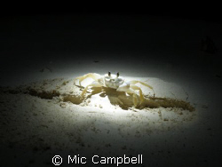 There was no editing to this photo what so ever. While co... by Mic Campbell 